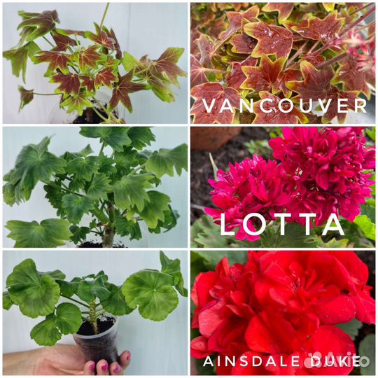 Черенки Пеларгонии