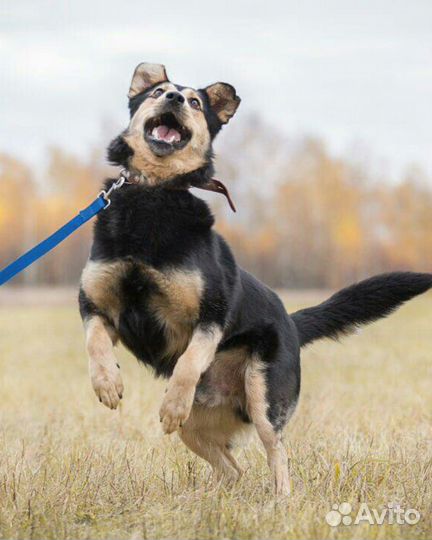 Наиумнейший мальчик ищет дом