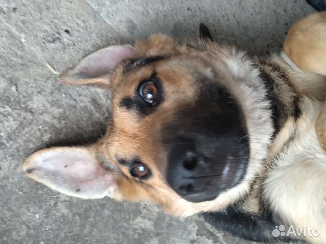 Щенок овчарки