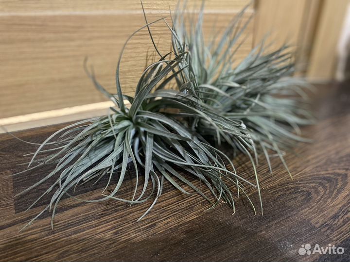 Тилландси сильвер