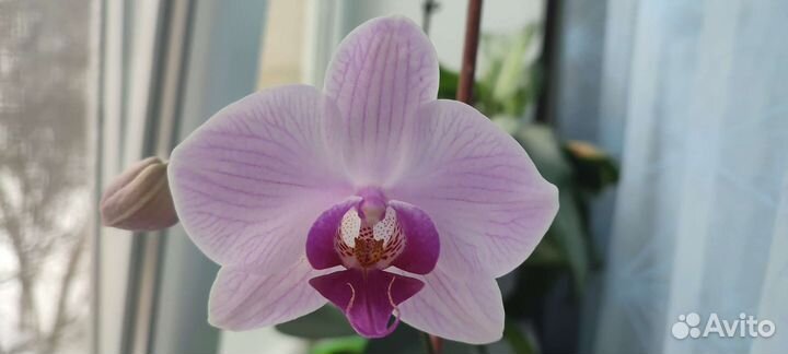 Орхидея фаленопсис