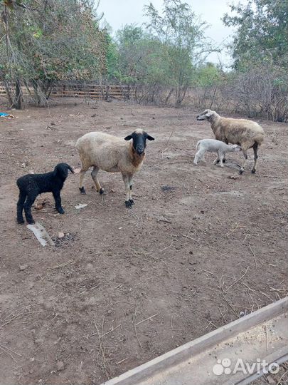 Овцы с ягнятами