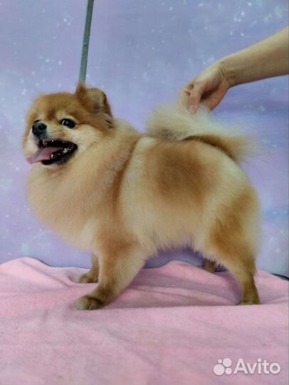 Стрижка собак на дому. Уход за животными