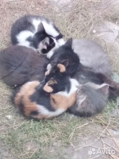 Котята в добрые руки