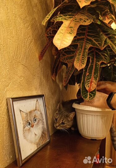 Кодиеум кротон