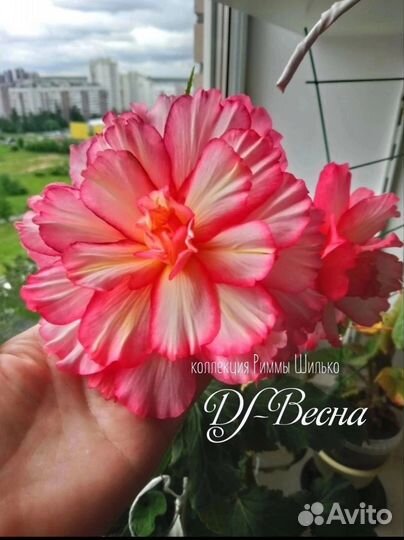 Бегония гигант DS-Весна