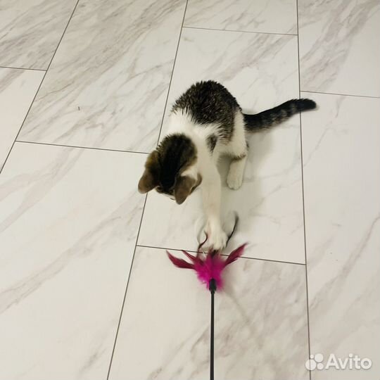 Котенок зайченок ищет дом