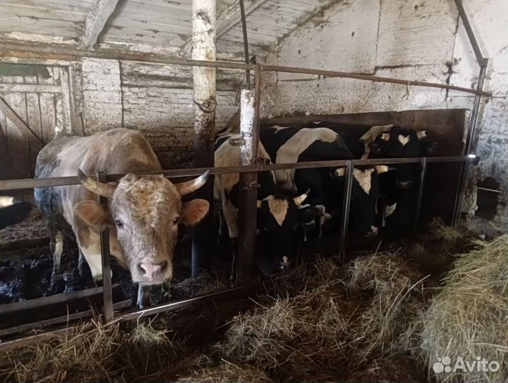 Быки на мясо живым весом