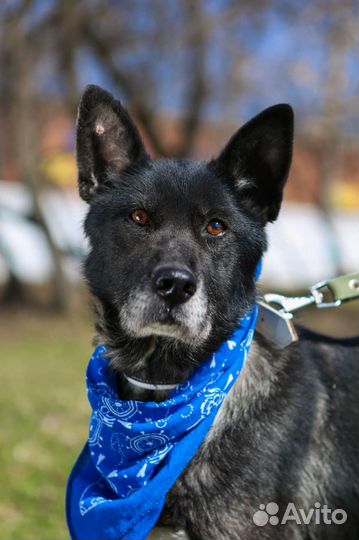 Красотка Наоми ищет дом