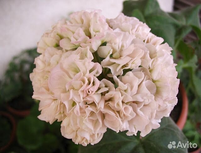 Пеларгония герань тюльпановидная сортовая