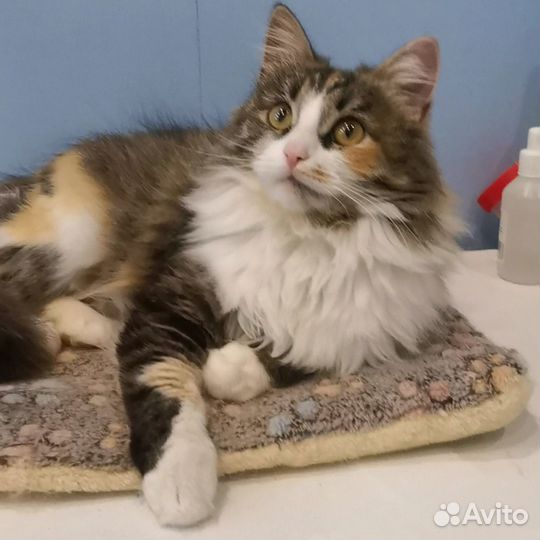 Киска Ириска