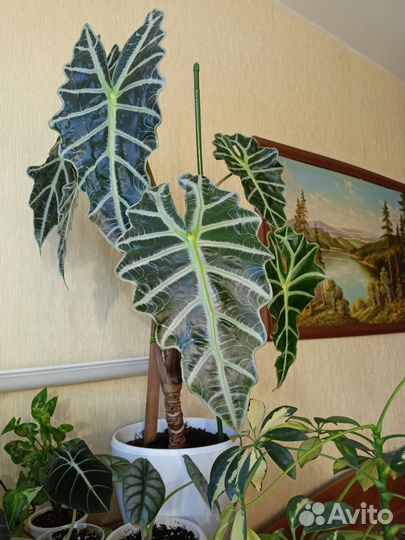 Алоказия полли