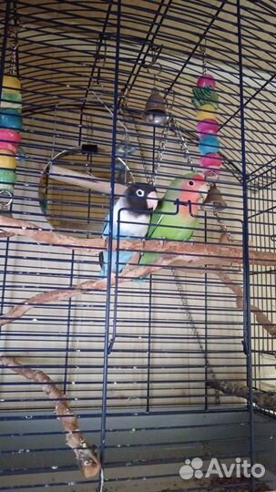 Попугай неразлучники с клеткой
