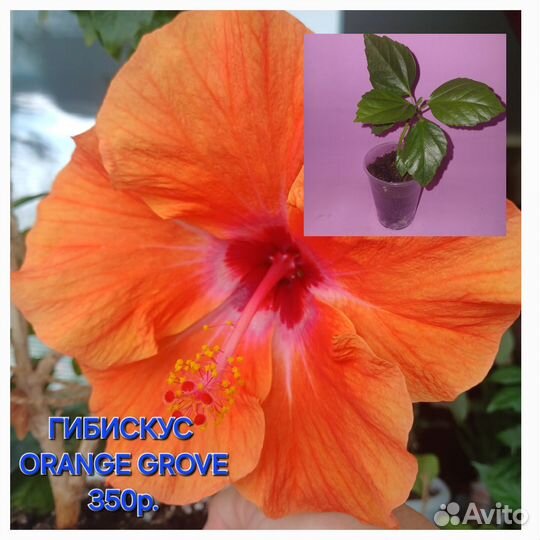 Гибискусы сортовые