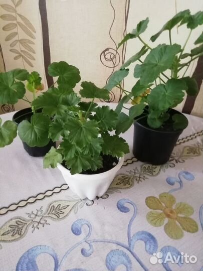 Пеларгония герань