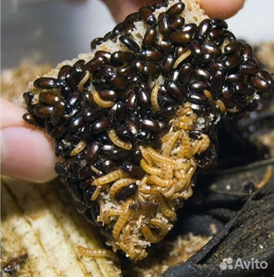 Сверчки, тараканы, зофобас, мучник