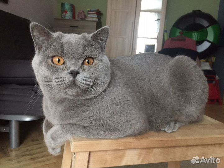 Британец вязка