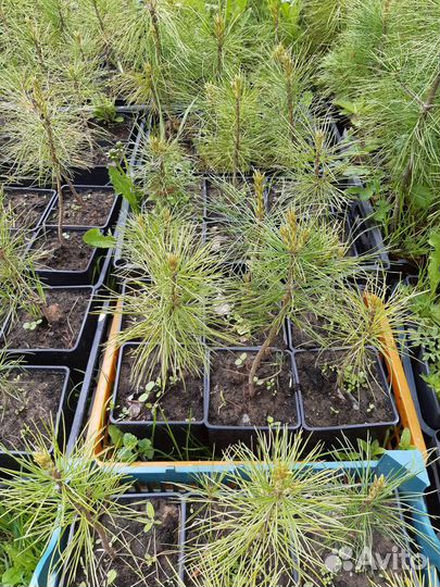 Кедр сибирский (сосна кедровая)