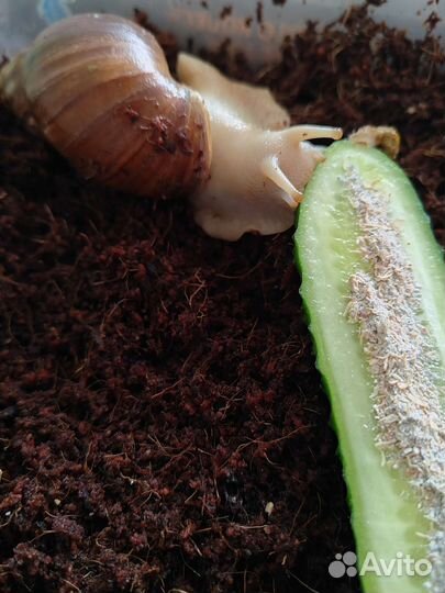 Улитки ахатины бесплатно