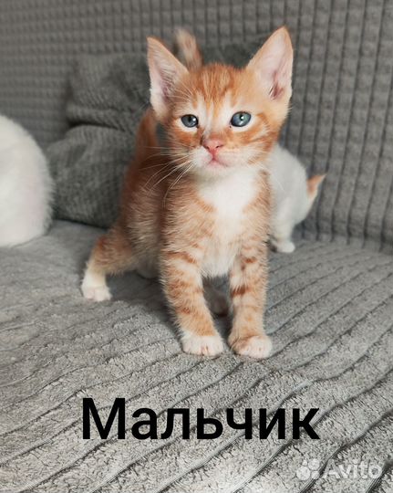 Отдам котят в добрые руки