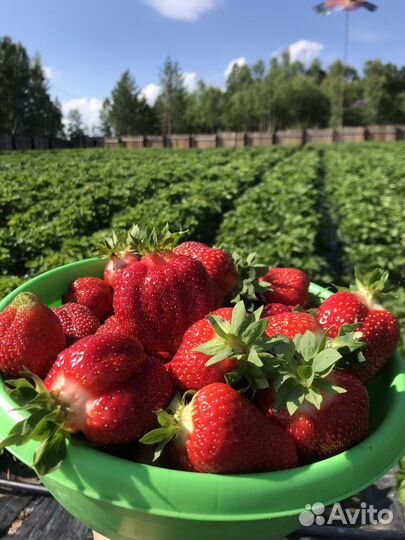 Клубника с Голоустненского тракта (не Байкальск)
