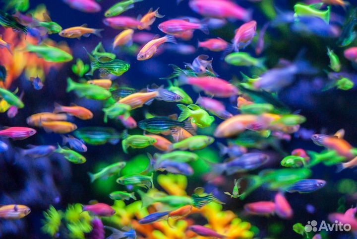 Рыбки, растения, водоросли