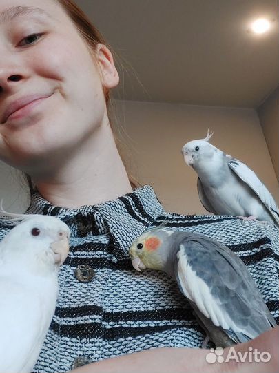 Помощь С приручением попугая