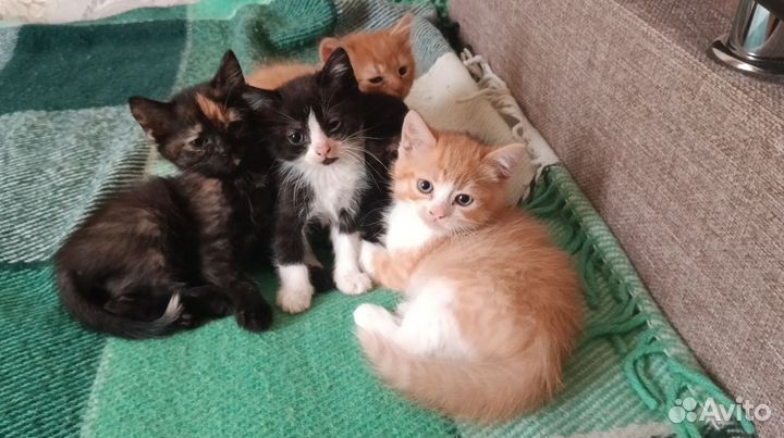 Котята в добрые руки