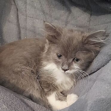 Американский длинношёрстный котёнок