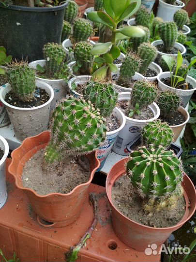 Кактусы, толстянка