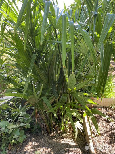 Пальмы веерные (трахикарпус) 15-150 см