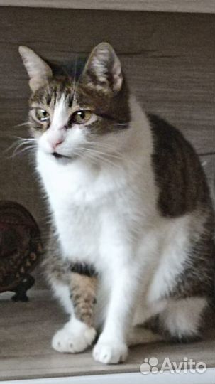 Отдам в добрые руки