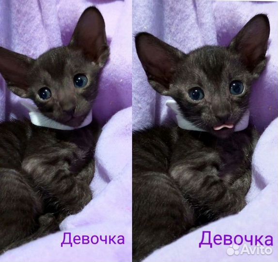 Ориентальные котята