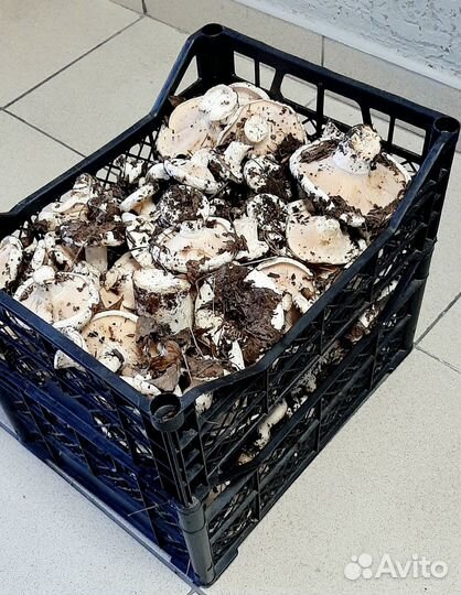 Грибы грузди