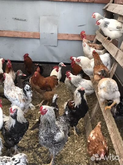 Петухи,Куры,Индоутки,Подсадные Кряквы