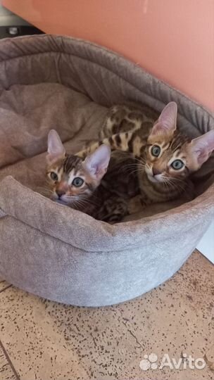 Бенгальская кошка