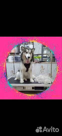 Груминг собак и кошек с выездом на дом