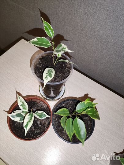 Фикус бенджамина