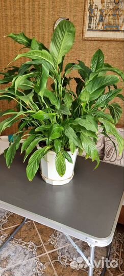 Цветок Спатифиллум