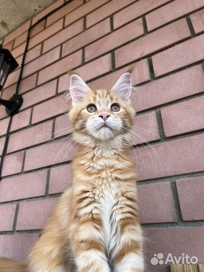 Котята мейн-кун