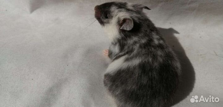 Хомяки экзотических цветов