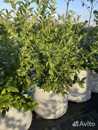 Черника голубика саженцы