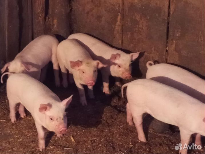 Поросенок ландрас