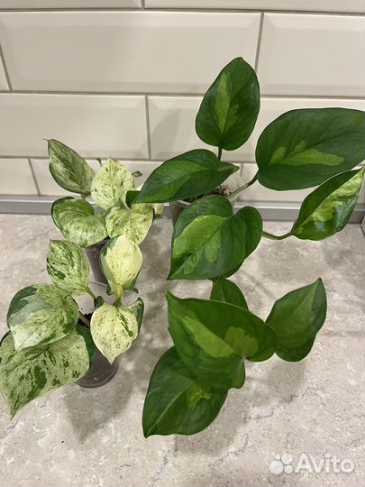 Сциндапсусы, сингониумы и другое