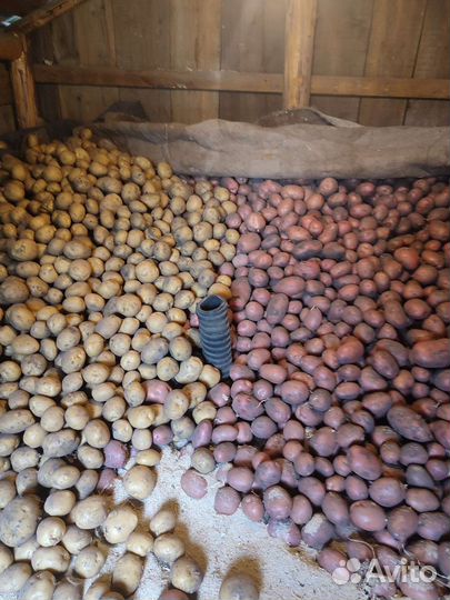 Продам картофель