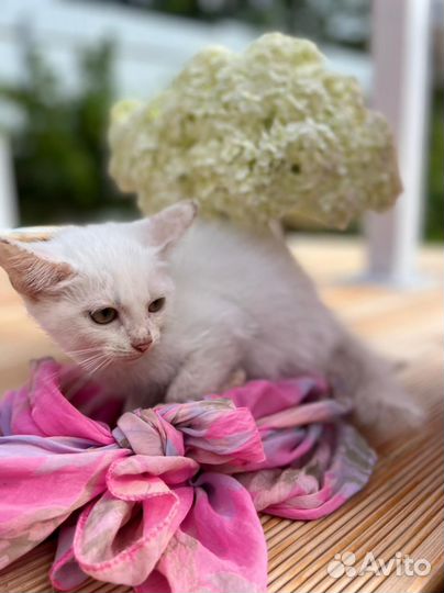 Котята бесплатно