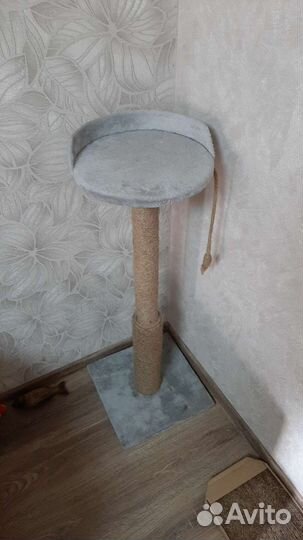 Когтеточка