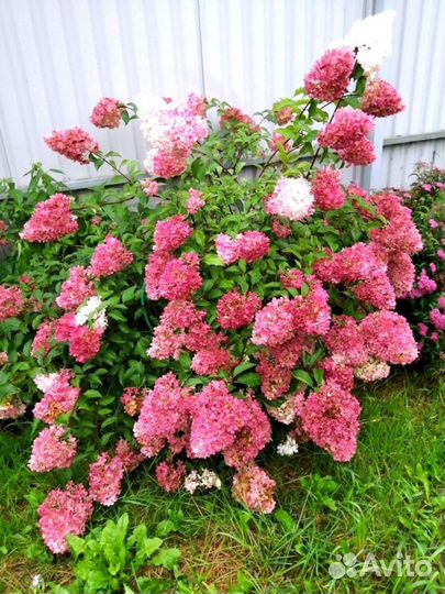 Гортензия Ванилла Фрайз, Мельба