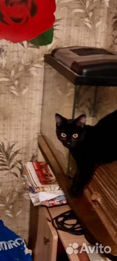 Котенок девочка 4 месяца