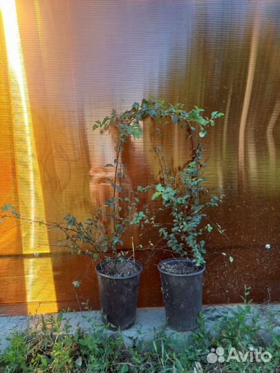 Растений декативные саженцы для озеленения